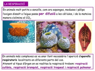 En animals molt petits o senzills, com ara esponges, meduses i pòlips l’oxigen dissolt a l’aigua passa  per difusió  a les cèl·lules, i de la mateixa manera s’elimina el CO 2 .  LA RESPIRACIÓ En animals més complexes es va anar fent necessària l'aparició d‘ aparells respiratoris  localitzats en diferents parts del cos.  Atenent al tipus d’òrgan on es realitza la respiració trobem:  respiració cutània, respiració branquial, respiració traqueal i respiració pulmonar 