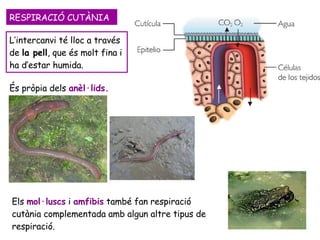 RESPIRACIÓ CUTÀNIA L’intercanvi té lloc a través de  la pell , que és molt fina i ha d’estar humida.  És pròpia dels  anèl·lids.   Els  mol·luscs  i  amfibis  també fan respiració cutània complementada amb algun altre tipus de respiració. 