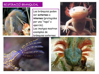 Les brànquies poden ser  externes  o  internes  (protegides per una “tapa” o opercle). Les imatges mostren exemples de brànquies externes RESPIRACIÓ BRANQUIAL 