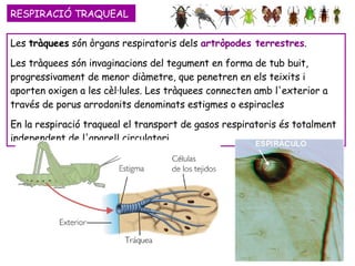 RESPIRACIÓ TRAQUEAL Les  tràquees  són òrgans respiratoris dels  artròpodes terrestres .  Les tràquees són invaginacions del tegument en forma de tub buit, progressivament de menor diàmetre, que penetren en els teixits i aporten oxigen a les cèl·lules. Les tràquees connecten amb l'exterior a través de porus arrodonits denominats estigmes o espiracles  En la respiració traqueal el transport de gasos respiratoris és totalment independent de l'aparell circulatori  