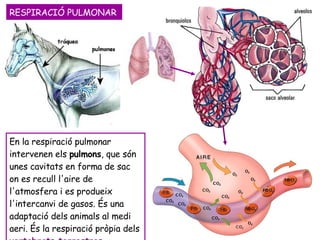RESPIRACIÓ PULMONAR En la respiració pulmonar intervenen els  pulmons , que són unes cavitats en forma de sac on es recull l'aire de l'atmosfera i es produeix l'intercanvi de gasos. És una adaptació dels animals al medi aeri. És la respiració pròpia dels  vertebrats terrestres . 
