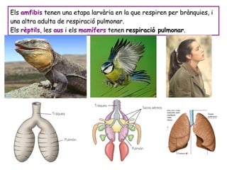 Els  amfibis  tenen una etapa larvària en la que respiren per brànquies, i una altra adulta de respiració pulmonar. Els  rèptils , les  aus  i els  mamífers  tenen  respiració pulmonar . 