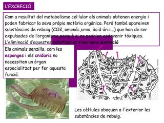 L’EXCRECIÓ Com a resultat del metabolisme cel·lular els animals obtenen energia i poden fabricar la seva pròpia matèria orgànica. Però també apareixen substàncies de rebuig (CO2, amonác,urea, àcid úric...) que han de ser expulsades de l’organisme perquè si no podrien esdevenir tòxiques.  L’eliminació d’aquestes substàncies s’anomena  excreció   Els animals senzills, com les  esponges  i els  cnidaris  no necessiten un òrgan especialitzat per fer aquesta funció.  Les cèl·lules aboquen a l'exterior les substàncies de rebuig. 