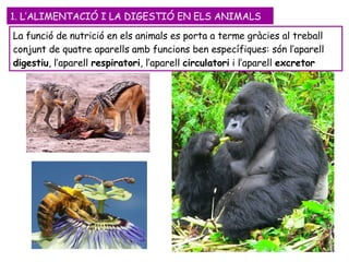1. L’ALIMENTACIÓ I LA DIGESTIÓ EN ELS ANIMALS  La funció de nutrició en els animals es porta a terme gràcies al treball conjunt de quatre aparells amb funcions ben específiques: són l’aparell  digestiu , l’aparell  respiratori , l’aparell  circulatori  i l’aparell  excretor 