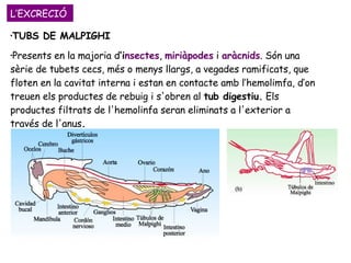L’EXCRECIÓ TUBS DE MALPIGHI Presents en la majoria d ‘i nsectes ,  miriàpodes  i  aràcnids . Són una sèrie de tubets cecs, més o menys llargs, a vegades ramificats, que floten en la cavitat interna i estan en contacte amb l’hemolimfa, d’on treuen els productes de rebuig i s'obren al  tub digestiu.  Els productes filtrats de l'hemolinfa seran eliminats a l'exterior a través de l'anus . 