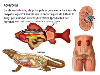 RONYONS En els  vertebrats , els principals òrgans excretors són els  ronyons , aquests són els que s'encarreguen de filtrar la sang  per eliminar els residus tòxics (productes del metabolisme cel·lular) i l'excés d'aigua i sals.   