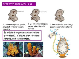 DIGESTIÓ INTRACE·LULAR 1. L’aliment capturat queda englobat dins una  vacuola  digestiva 2. Els  lisosomes  aboquen  enzims digestius  a la vacuola. 3. Les molècules senzilles ja poden passar al citoplasma És pròpia d'organismes unicel·lulars (protozous) i d'alguns pluricel·lulars senzills, com les  esponges .   