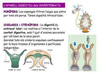 L’APARELL DIGESTIU dels INVERTEBRATS PORÍFERS : Les esponges filtren l’aigua que entra per tots els porus.  Tenen digestió intracel·lular.  CNIDARIS i CTENÒFORS  : La  digestió  és  extracel·lular  i es realitza a l'interior de la  cavitat digestiva , amb l'ajut d'enzims secretats per cèl·lules de la seva paret.  Gairebé tots els cnidaris expulsen contínuament per la boca trossos d'organismes o partícules indigeribles. 