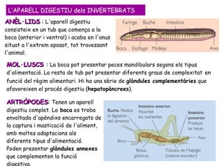 ANÈL·LIDS  :  L'aparell digestiu consisteix en un tub que comença a la boca (anterior i ventral) i acaba en l'anus situat a l'extrem oposat, tot travessant l'animal . L’APARELL DIGESTIU dels INVERTEBRATS MOL·LUSCS  :  La boca pot presentar peces mandibulars segons els tipus d'alimentació.  La resta de tub pot presentar diferents graus de complexitat   en funció del règim alimentari. Hi ha una sèrie de  glàndules complementàries   que afavoreixen el procés digestiu ( hepatopàncrees ). ARTRÒPODES :  Tenen un aparell digestiu complet. La  boca  es troba envoltada d'apèndixs encarregats de la captura i masticació de l'aliment, amb moltes adaptacions als diferents tipus d'alimentació.  Poden presentar  glàndules annexes  que complementen la funció digestiva. 