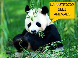 LA NUTRICIÓ DELS ANIMALS 
