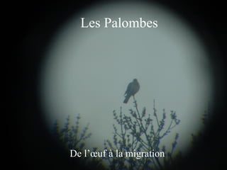 Les Palombes De l’œuf à la migration 