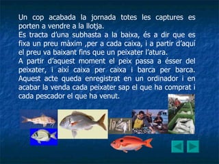 Un cop acabada la jornada totes les captures es porten a vendre a la llotja. Es tracta d’una subhasta a la baixa, és a dir que es fixa un preu màxim ,per a cada caixa, i a partir d’aquí el preu va baixant fins que un peixater l’atura. A partir d’aquest moment el peix passa a ésser del peixater, i així caixa per caixa i barca per barca. Aquest acte queda enregistrat en un ordinador i en acabar la venda cada peixater sap el que ha comprat i cada pescador el que ha venut. 