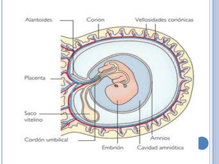 La placenta-y-las-membranas-extraembrionarias