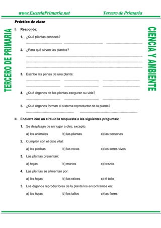www.EscuelaPrimaria.net Tercero de Primaria
Práctica de clase
I. Responde:
1. ¿Qué plantas conoces?
........................................ ........................................... ........................................
2. ¿Para qué sirven las plantas?
.................................................................................................................................
.................................................................................................................................
.................................................................................................................................
3. Escribe las partes de una planta:
...................................... ...................................... .........................................
...................................... ...................................... .........................................
4. ¿Qué órganos de las plantas aseguran su vida?
...................................... ...................................... .........................................
5. ¿Qué órganos forman el sistema reproductor de la planta?
..................................................... ................................................................
II. Encierra con un círculo la respuesta a las siguientes preguntas:
1. Se desplazan de un lugar a otro, excepto:
a) los animales b) las plantas c) las personas
2. Cumplen con el ciclo vital:
a) las piedras b) las rocas c) los seres vivos
3. Las plantas presentan:
a) hojas b) manos c) brazos
4. Las plantas se alimentan por:
a) las hojas b) las raíces c) el tallo
5. Los órganos reproductores de la planta los encontramos en:
a) las hojas b) los tallos c) las flores
 