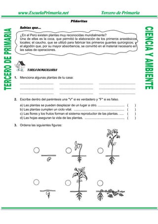 www.EscuelaPrimaria.net Tercero de Primaria
Pildoritas
Sabías que...
¿En el Perú existen plantas muy reconocidas mundialmente?
Una de ellas es la coca, que permitió la elaboración de los primeros anestésicos
locales; el caucho, que se utilizó para fabricar los primeros guantes quirúrgicos; y
el algodón que, por su mayor absorbencia, se convirtió en el material necesario en
las salas de operaciones.
TAREA DOMICILIARIA
1. Menciona algunas plantas de tu casa:
...................................... ...................................... .........................................
...................................... ...................................... .........................................
...................................... ...................................... .........................................
2. Escribe dentro del paréntesis una "V" si es verdadero y "F" si es falso.
a) Las plantas se pueden desplazar de un lugar a otro. .............................. ( )
b) Las plantas cumplen un ciclo vital. ......................................................... ( )
c) Las flores y los frutos forman el sistema reproductor de las plantas. ..... ( )
d) Las hojas aseguran la vida de las plantas. ............................................. ( )
3. Ordena las siguientes figuras:
 