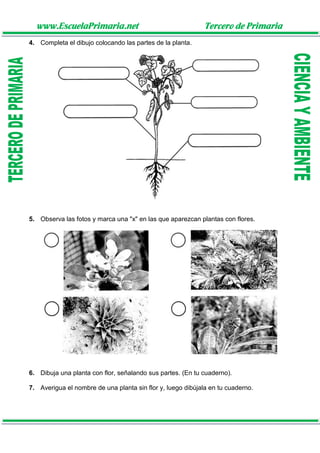 www.EscuelaPrimaria.net Tercero de Primaria
4. Completa el dibujo colocando las partes de la planta.
5. Observa las fotos y marca una "x" en las que aparezcan plantas con flores.
6. Dibuja una planta con flor, señalando sus partes. (En tu cuaderno).
7. Averigua el nombre de una planta sin flor y, luego dibújala en tu cuaderno.
 