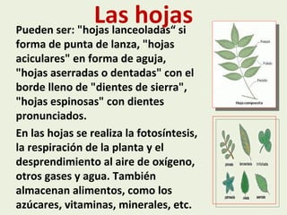 La Planta Y Sus Partes | PPT