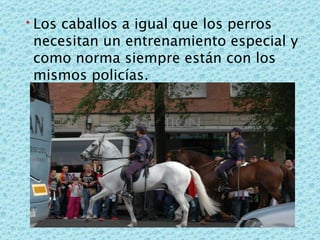 Los caballos a igual que los perros necesitan un entrenamiento especial y como norma siempre están con los mismos policías. 