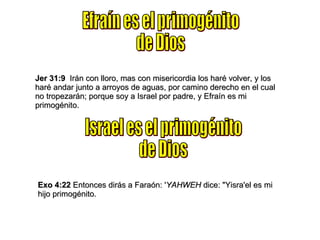Efraín es el primogénito de Dios Jer 31:9   Irán con lloro, mas con misericordia los haré volver, y los haré andar junto a arroyos de aguas, por camino derecho en el cual no tropezarán; porque soy a Israel por padre, y Efraín es mi primogénito.  Exo 4:22  Entonces dirás a Faraón: ' YAHWEH  dice: "Yisra'el es mi hijo primogénito. Israel es el primogénito de Dios 
