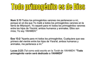 Todo primogénito es de Dios Num 3:13  Todos los primogénitos varones me pertenecen a mí, porque en el día que Yo maté a todos los primogénitos varones en la tierra de Mitzrayim, Yo separé para mí todos los primogénitos varones entre los hijos de Yisra'el, ambos humanos y animales. Ellos son míos; Yo soy  YAHWEH ." Exo 13:2  "Aparta para mi todos los primogénitos. Cualquiera que sea primero del vientre entre los hijos de Yisra'el, ambos humanos y animales, me pertenece a mí." Lucas 2:23  (Tal como está escrito en la  Toráh  de  YAHWEH :  "Todo primogénito varón será dedicado a  YAHWEH " 