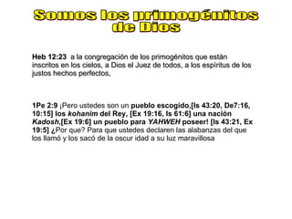Heb 12:23   a la congregación de los primogénitos que están inscritos en los cielos, a Dios el Juez de todos, a los espíritus de los justos hechos perfectos, Somos los primogénitos de Dios 1Pe 2:9  ¡Pero ustedes son un  pueblo escogido,[Is 43:20, De7:16, 10:15]   los  kohanim  del Rey,   [Ex 19:16, Is 61:6]   una nación  Kadosh ,[Ex 19:6]   un pueblo para  YAHWEH  poseer!   [Is 43:21, Ex 19:5]   ¿ Por que? Para que ustedes declaren las alabanzas del que los llamó y los sacó de la oscur idad a su luz maravillosa 