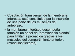 <ul><li>Coaptación transversal  de la membrana ínterósea está constituido por la inserción de una parte de los músculos de...