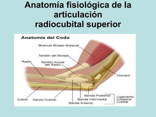 Anatomía fisiológica de la articulación radiocubital superior 