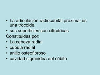 <ul><li>La articulación radiocubital proximal es una trocoide. </li></ul><ul><li>sus superficies son cilíndricas </li></ul...