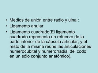 <ul><li>Medios de unión entre radio y ulna : </li></ul><ul><li>Ligamento anular </li></ul><ul><li>Ligamento cuadrado( El l...