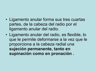 <ul><li>Ligamento anular forma  sus tres cuartas partes, de la cabeza del radio por el ligamento anular del radio. </li></...