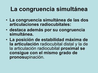 La congruencia simultánea <ul><li>La congruencia simultánea de las dos articulaciones radiocubitales: </li></ul><ul><li>de...