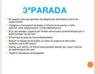 3ªPARADA En aquesta zona vam aprendre les adaptacions dels éssers vius en les zones litorals.  S’adapten a l’escassetat de plujes, a l’efecte brisa marina, a l’alta salinitat, altes temperatures i a l’alta deshidratació.  El pi, per exemple, s’agatxa per formar estructures característiques per a poder protegir-se del vent. El llentiscle es posa de forma almohadillada. Reduïnt el tamany de les fulles, es reduïx la evaporació amb fulles caràcies, com la del coscoll. Plantes com l’antilis i el fistus tenen peluseta damunt per reduïr l’efecte de deshidratació del vent.  També hi abundaven els margallons. 