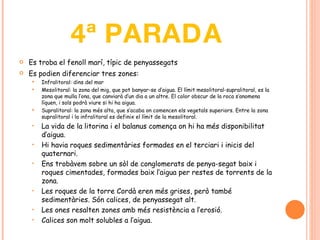 4ª PARADA Es troba el fenoll marí, típic de penyassegats Es podien diferenciar tres zones:  Infralitoral: dins del mar Mesolitoral: la zona del mig, que pot banyar-se d’aigua. El límit mesolitoral-supralitoral, es la zona que mulla l’ona, que canviarà d’un dia a un altre. El color obscur de la roca s’anomena líquen, i sols podrà viure si hi ha aigua. Supralitoral: la zona més alta, que s’acaba on comencen els vegetals superiors. Entre la zona supralitoral i la infralitoral es definix el límit de la mesolitoral.  La vida de la litorina i el balanus comença on hi ha més disponibilitat d’aigua. Hi havia roques sedimentàries formades en el terciari i inicis del quaternari. Ens trobàvem sobre un sòl de conglomerats de penya-segat baix i roques cimentades, formades baix l’aigua per restes de torrents de la zona. Les roques de la torre Cordà eren més grises, però també sedimentàries. Són calices, de penyassegat alt.  Les ones resalten zones amb més resistència a l’erosió. Calices son molt solubles a l’aigua. 