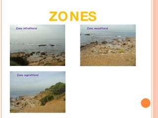ZONES Zona supralitoral Zona mesolitoral Zona infralitoral 