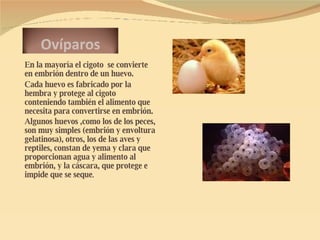 <ul><li>En la mayoría el cigoto  se convierte en embrión dentro de un huevo. </li></ul><ul><li>Cada huevo es fabricado por...