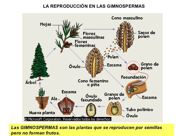 La Reproduccion De Los Vegetales La Reproduccion De Los Vegetales