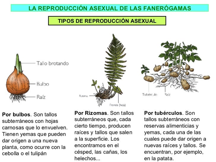 asexual de las fanerógamas tipos de reproducción asexual asexual de las fanerógamas tipos de reproducción asexual
