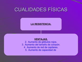 CUALIDADES FÍSICAS LA RESISTENCIA. VENTAJAS. Aumento de glóbulos rojos. Aumento del tamaño de corazón. Aumento de red de capilares. Aumento de capacidad de  