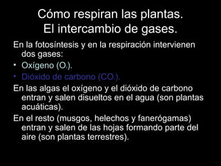Cómo respiran las plantas. 
El intercambio de gases. 
En la fotosíntesis y en la respiración intervienen 
dos gases: 
• Oxígeno (O2). 
• Dióxido de carbono (CO2). 
En las algas el oxígeno y el dióxido de carbono 
entran y salen disueltos en el agua (son plantas 
acuáticas). 
En el resto (musgos, helechos y fanerógamas) 
entran y salen de las hojas formando parte del 
aire (son plantas terrestres). 
 