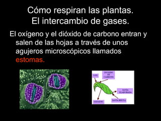 Cómo respiran las plantas. 
El intercambio de gases. 
El oxígeno y el dióxido de carbono entran y 
salen de las hojas a través de unos 
agujeros microscópicos llamados 
estomas. 
 