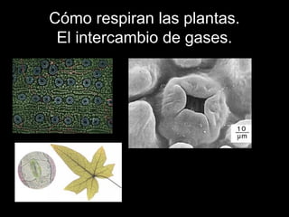 Cómo respiran las plantas. 
El intercambio de gases. 
 