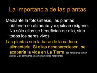 La importancia de las plantas. 
Mediante la fotosíntesis, las plantas 
obtienen su alimento y expulsan oxígeno. 
No sólo ellas se benefician de ello, sino 
todos los seres vivos. 
Las plantas son la base de la cadena 
alimentaria. Si ellas desapareciesen, se 
acabaría la vida en La Tierra (los herbívoros comen 
plantas y los carnívoros se alimentan de los herbívoros) 
 
