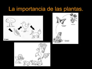 La importancia de las plantas. 
 