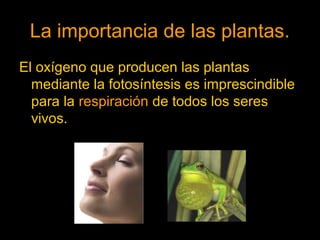 La importancia de las plantas. 
El oxígeno que producen las plantas 
mediante la fotosíntesis es imprescindible 
para la respiración de todos los seres 
vivos. 
 