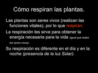 Cómo respiran las plantas. 
Las plantas son seres vivos (realizan las 
funciones vitales), por lo que respiran. 
La respiración les sirve para obtener la 
energía necesaria para la vida (igual que todos 
los seres vivos). 
Su respiración es diferente en el día y en la 
noche (presencia de la luz Solar). 
 