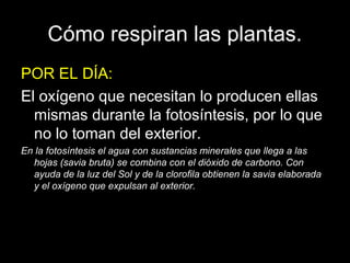 Cómo respiran las plantas. 
POR EL DÍA: 
El oxígeno que necesitan lo producen ellas 
mismas durante la fotosíntesis, por lo que 
no lo toman del exterior. 
En la fotosíntesis el agua con sustancias minerales que llega a las 
hojas (savia bruta) se combina con el dióxido de carbono. Con 
ayuda de la luz del Sol y de la clorofila obtienen la savia elaborada 
y el oxígeno que expulsan al exterior. 
 