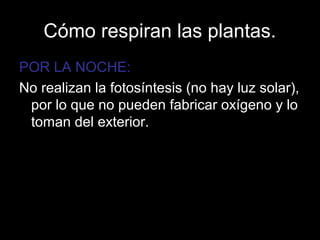 Cómo respiran las plantas. 
POR LA NOCHE: 
No realizan la fotosíntesis (no hay luz solar), 
por lo que no pueden fabricar oxígeno y lo 
toman del exterior. 
 