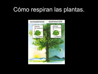 Cómo respiran las plantas. 
 