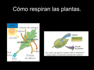 Cómo respiran las plantas. 
 