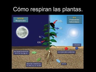 Cómo respiran las plantas. 
 